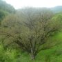 Walnotenboom 'Broadview' (Juglans regia ‘Broadview’)